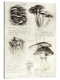 Gallery print Mushrooms