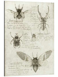 Magnettafel Insekten III