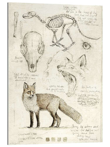 Galleritryck Fox