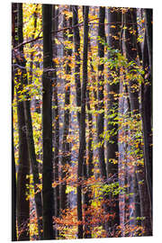 Foam board print Autumn forest