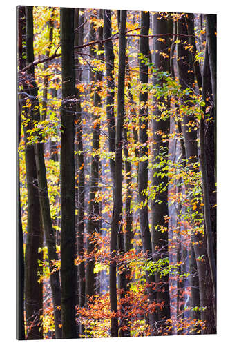 Gallery print Autumn forest