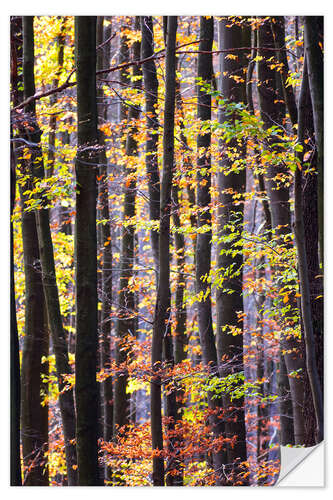 Sisustustarra Autumn forest