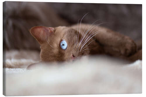 Leinwandbild Kater mit leuchtend blauen Augen