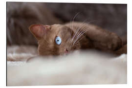 Magnettafel Kater mit leuchtend blauen Augen