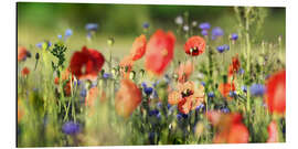 Tableau en aluminium Prairie de coquelicots et de fleurs sauvages