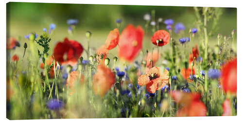 Leinwandbild Mohn-, Korn- und Wildblumenwiese