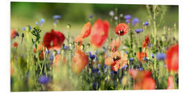 Foam board print Poppy, grain and wildflower meadow