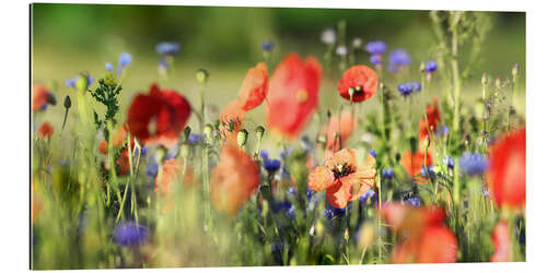 Gallery print Poppy, grain and wildflower meadow