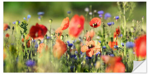 Sticker mural Prairie de coquelicots et de fleurs sauvages