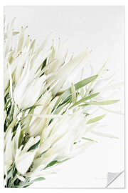 Sticker mural Leucadendron