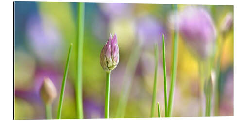 Gallery print Chives