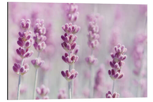 Aluminiumtavla Pink Lavender Dream