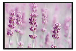 Gerahmter Kunstdruck Rosa Lavendeltraum