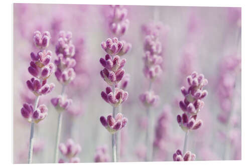 Tableau en PVC Pink Lavender Dream