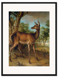 Gerahmter Kunstdruck Der Wachsame Doe