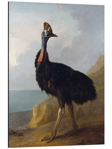 Aluminiumsbilde Cassowary