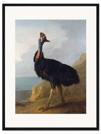 Gerahmter Kunstdruck Kasuar