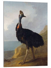 Gallery print Cassowary