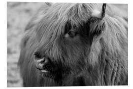 Foam board print Highlander - Scottish Highland Cattle IV