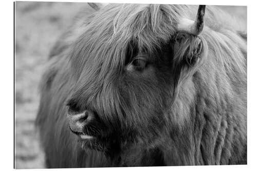 Quadro em plexi-alumínio Highlander - Scottish Highland Cattle IV