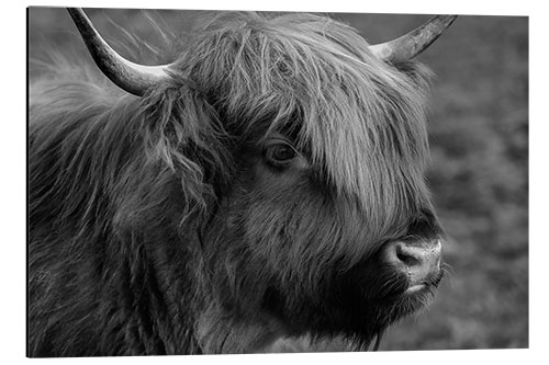 Aluminium print Hooglander - Schotse hoogland rund