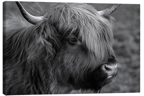 Obraz na płótnie Highlander - Scottish Highland Cattle III