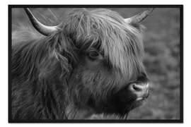 Gerahmter Kunstdruck Highlander - Schottisches Hochlandrind III