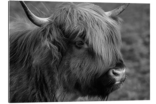 Quadro em plexi-alumínio Highlander - Scottish Highland Cattle III