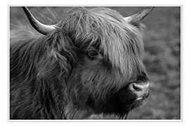 Wall print  Highlander - Scottish Highland Cattle III - Martina Cross