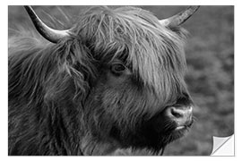 Naklejka na ścianę Highlander - Scottish Highland Cattle III