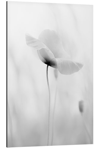 Aluminiumsbilde Poppy bloom