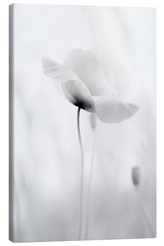 Canvastavla Poppy bloom