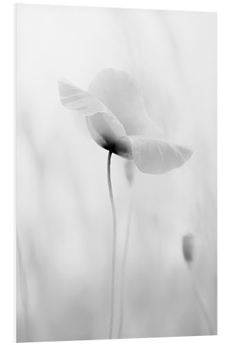 PVC-taulu Poppy bloom