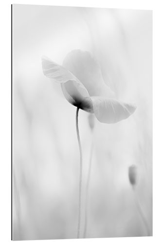 Gallery print Poppy bloom