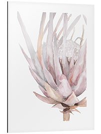 Aluminium print Rose King Protea