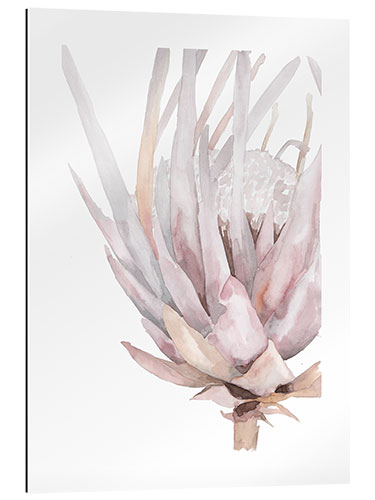 Gallery print Rose King Protea