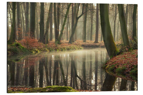 Aluminiumsbilde The healing power of forests