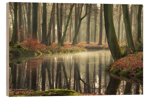 Wood print The healing power of forests