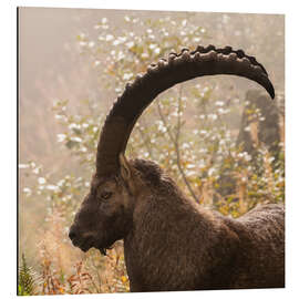 Aluminium print Capricorn Portrait