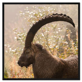 Gerahmter Kunstdruck Steinbock-Portrait