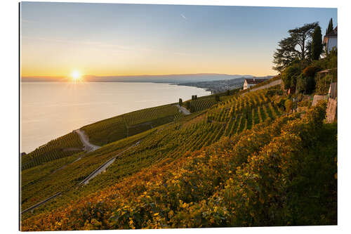 Gallery print Vineyards on Lake Geneva in the sunset