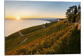 Galleritryk Vineyards on Lake Geneva in the sunset