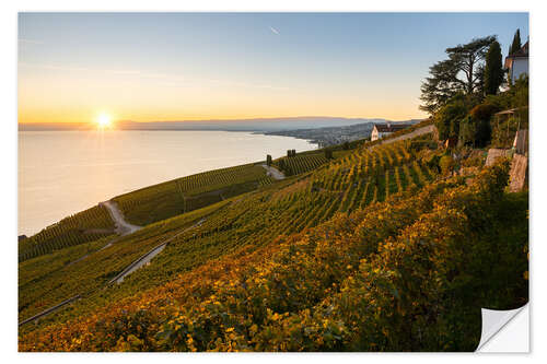 Selvklæbende plakat Vineyards on Lake Geneva in the sunset