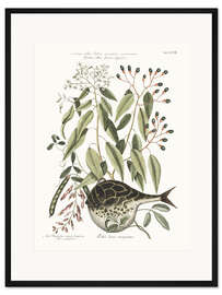 Gerahmter Kunstdruck Kugelfisch und Bohnenpflanze