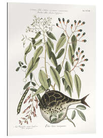 Gallery print Puffer fish and bean plant