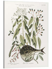 Magnettafel Kugelfisch und Bohnenpflanze