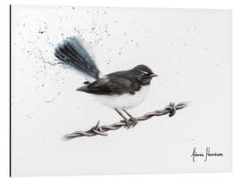 Aluminium print Centenary Willy Wagtail