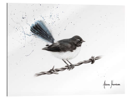 Gallery print Centenary Willy Wagtail