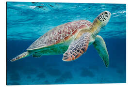 Aluminium print Sea turtle under the water