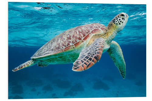 PVC print Sea turtle under the water